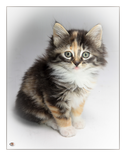 kitten