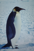 penguin