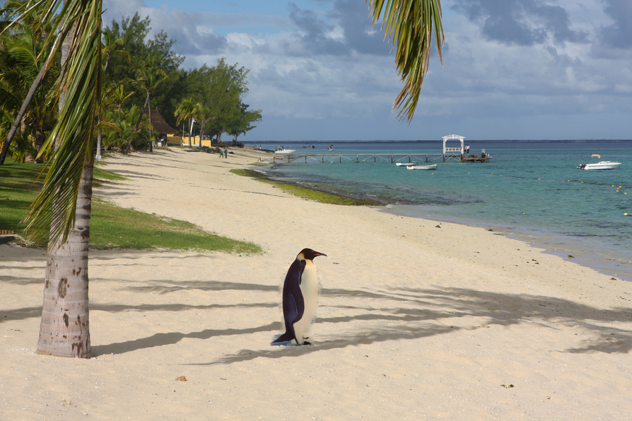 penguin beach