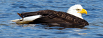 water eagle