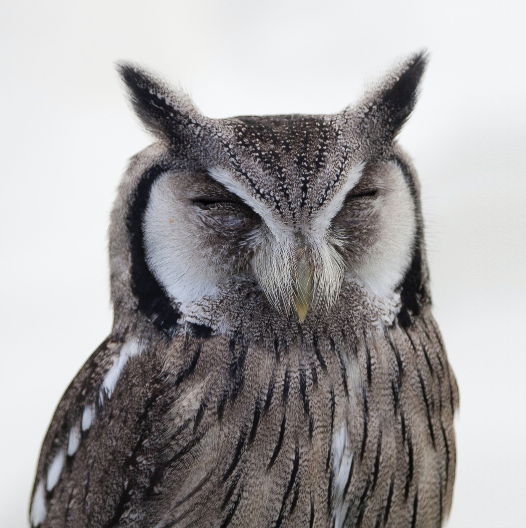 Picture of an owl by Mark Broadhurst