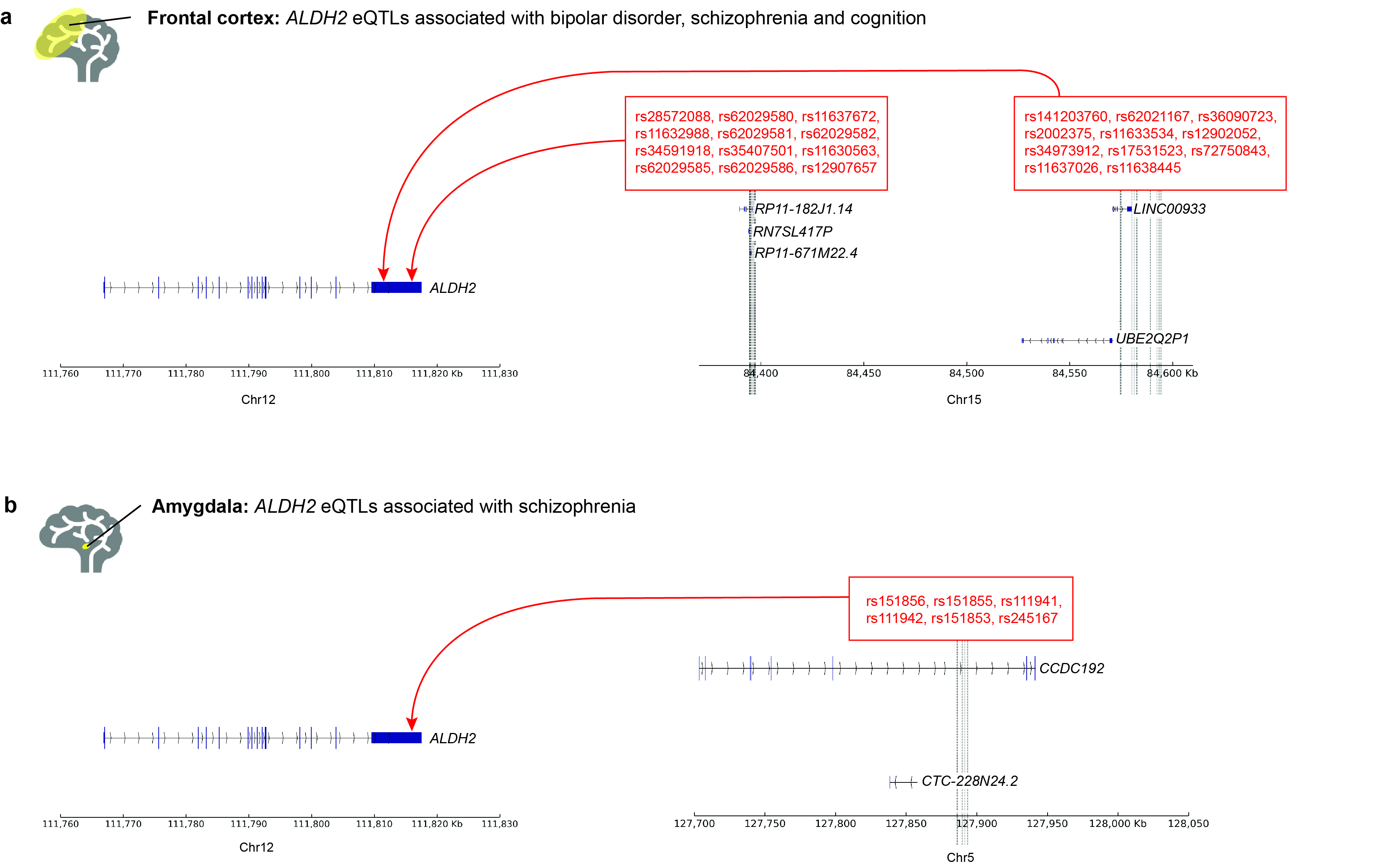 ALDH2 eQTLs associated with bipolar disorder, schizophrenia and cognition are involved in brain-specific trans-interchromosomal upregulatory interactions