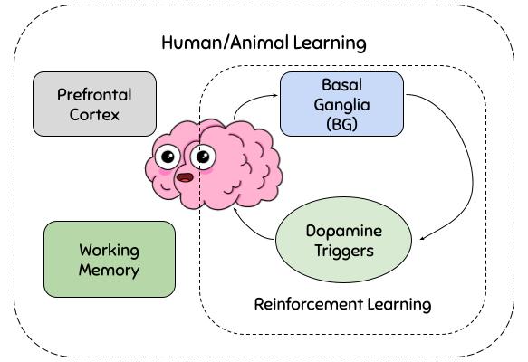 human_animal_learning_schematic