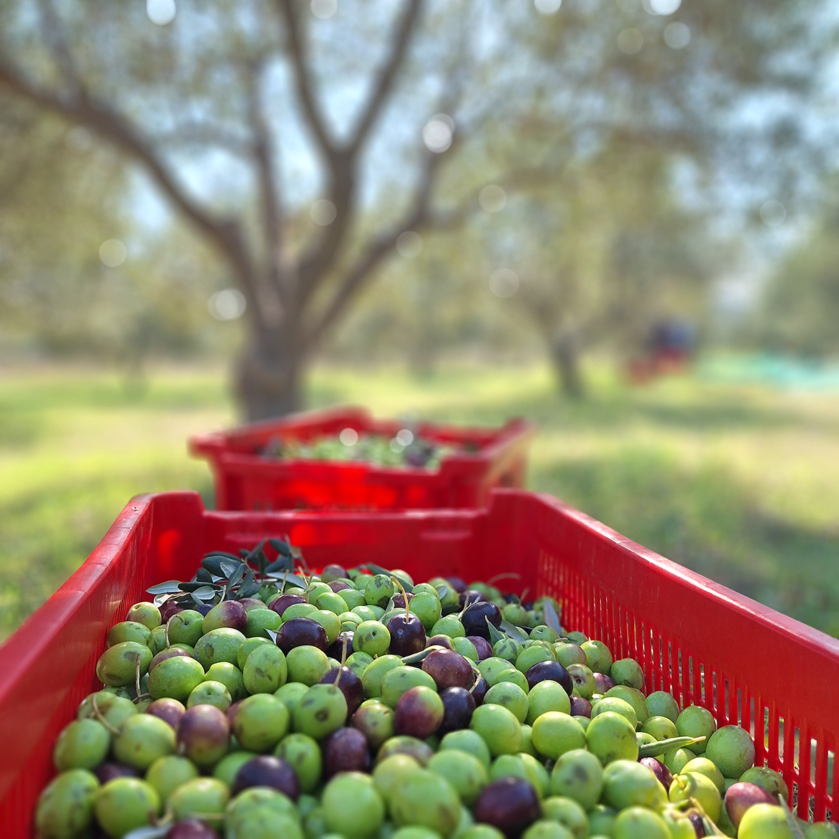 Radovi u maslinicima