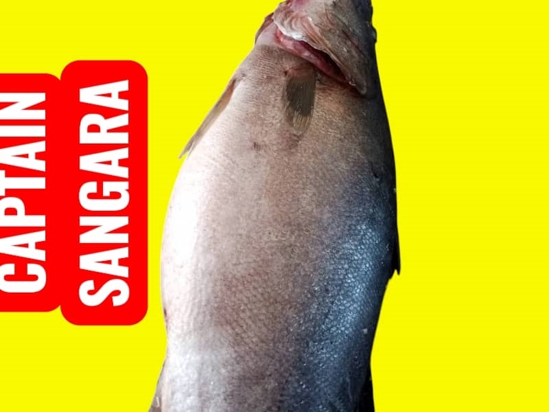 Captain Sangara Premium Fish