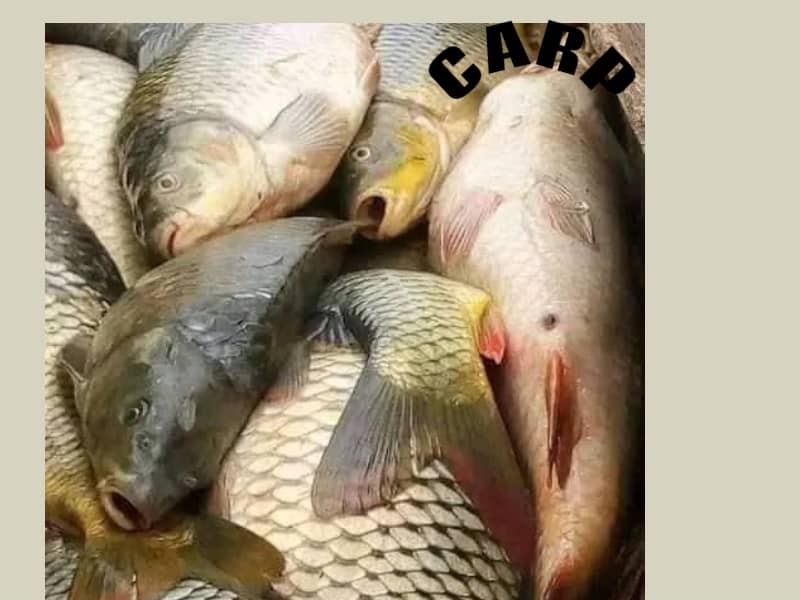Fresh Carp