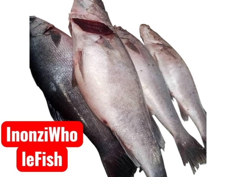 Inonzi Whole (Fresh)