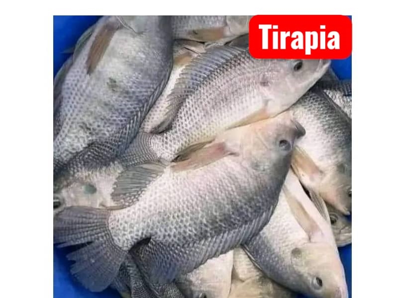 Fresh Tilapia