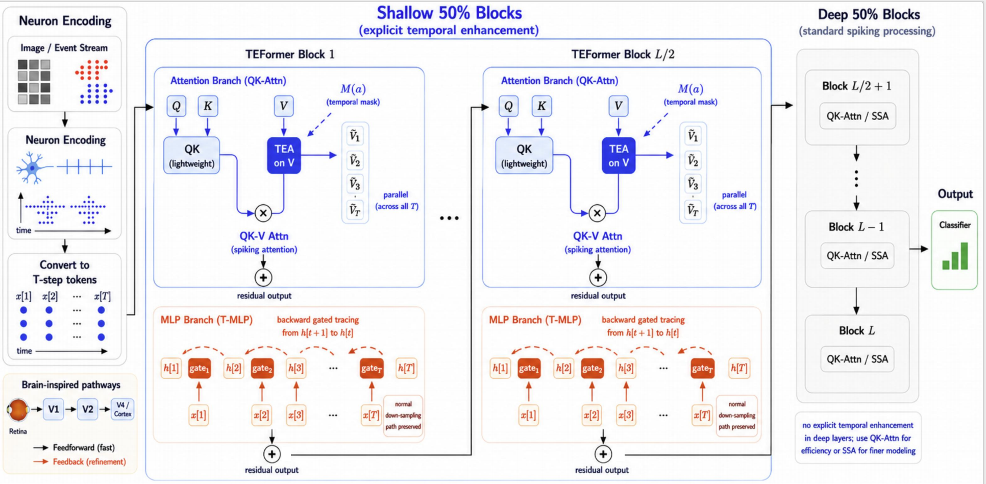 TEFormer paper overview figure showing the forward TEA stream and backward T-MLP stream