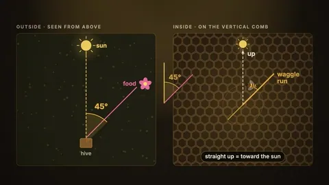 A diagram of the waggle dance: the angle to the sun outside becomes the angle to vertical on the comb.