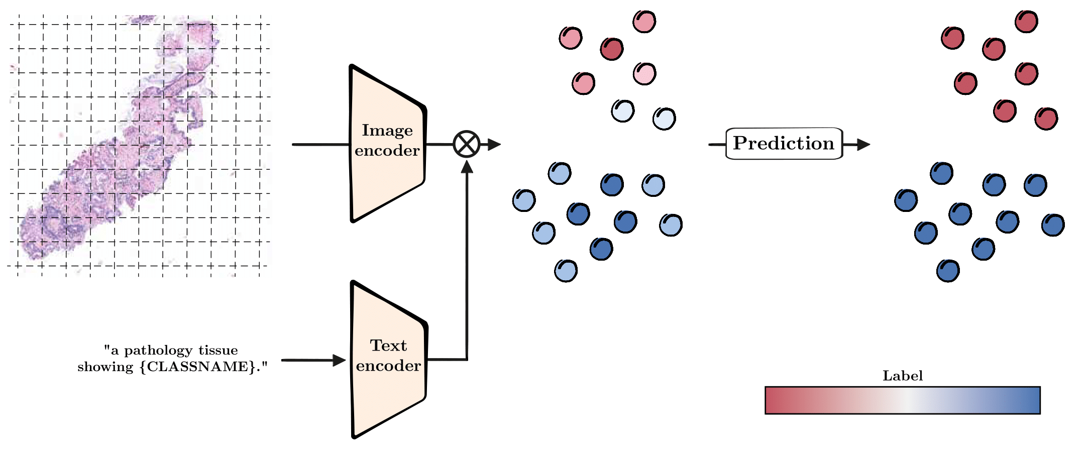 Histo-TransCLIP in action