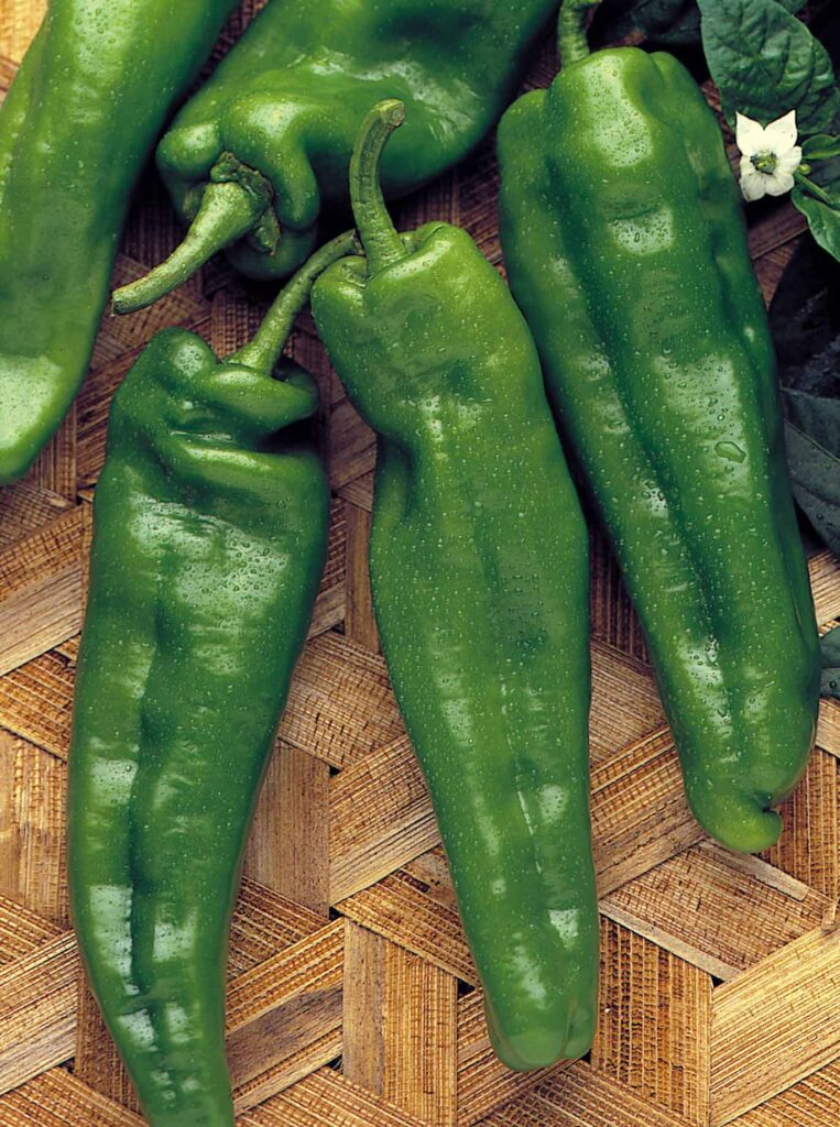 Pimiento Italiano Verde