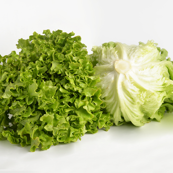 Lechuga Batavia