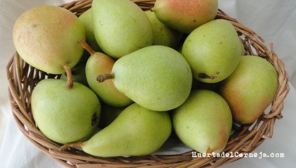 Pera Ercolina