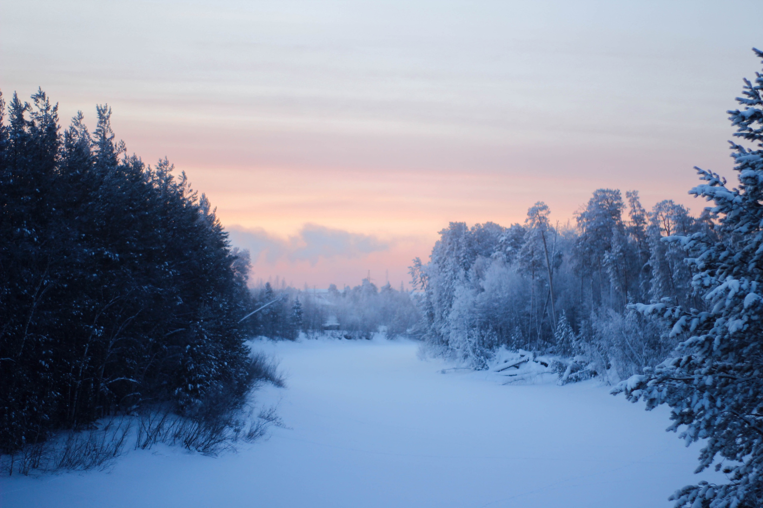 Dawn and trees