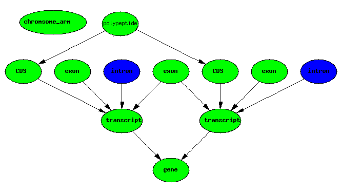 Inferred introns.png