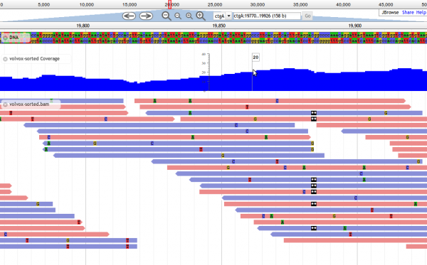 JBrowse alignment and coverage