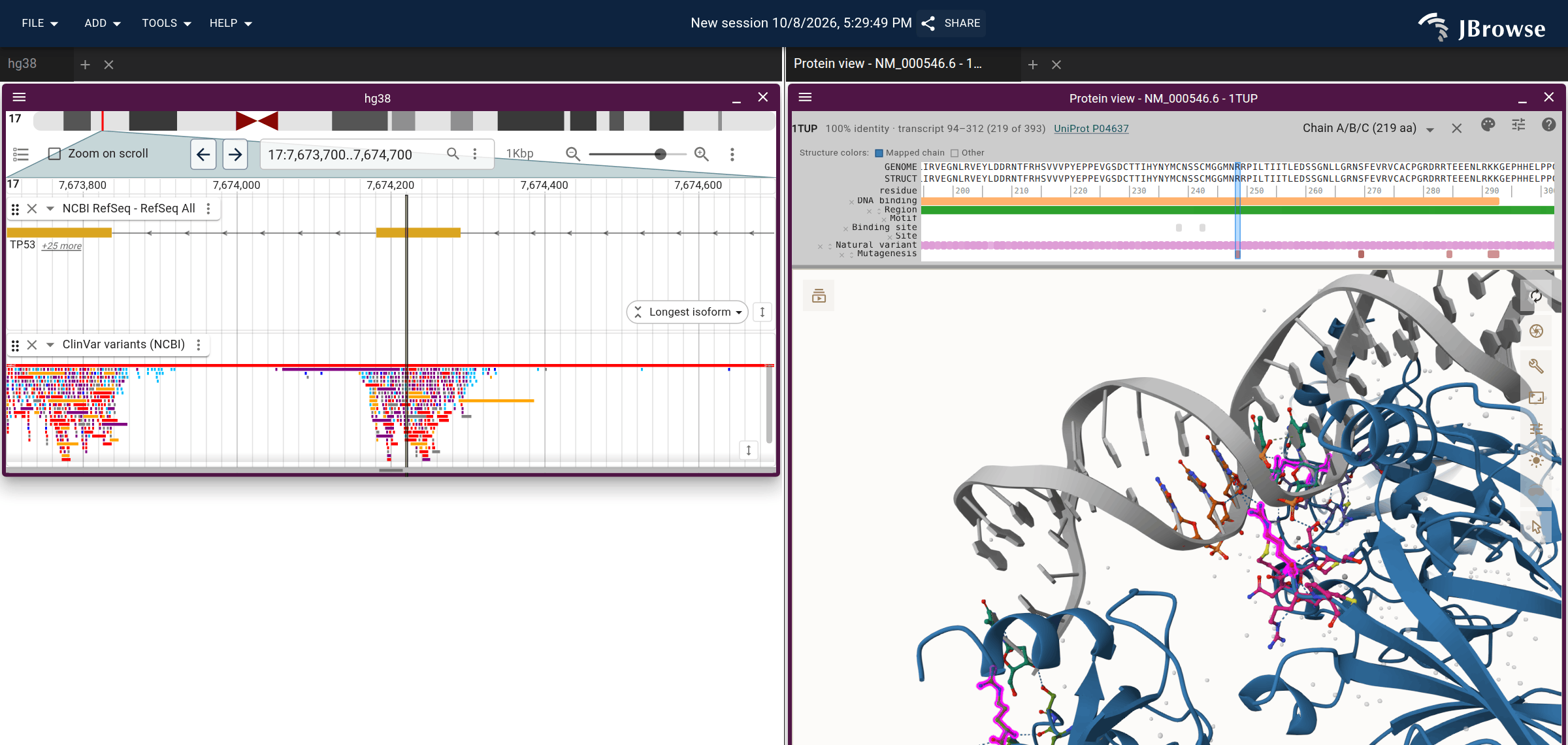 TP53 beside PDB 1TUP, p53's core domain bound to DNA, with the R248 hotspot selected