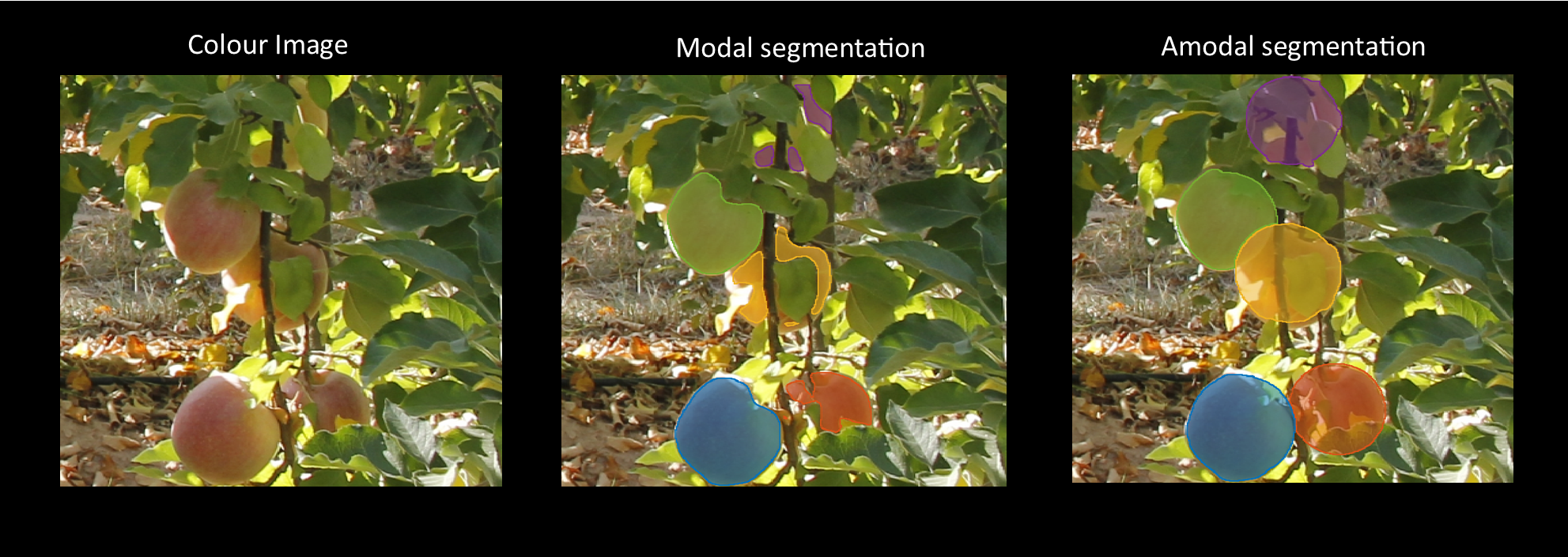 Modal_Amodal_Segmentation