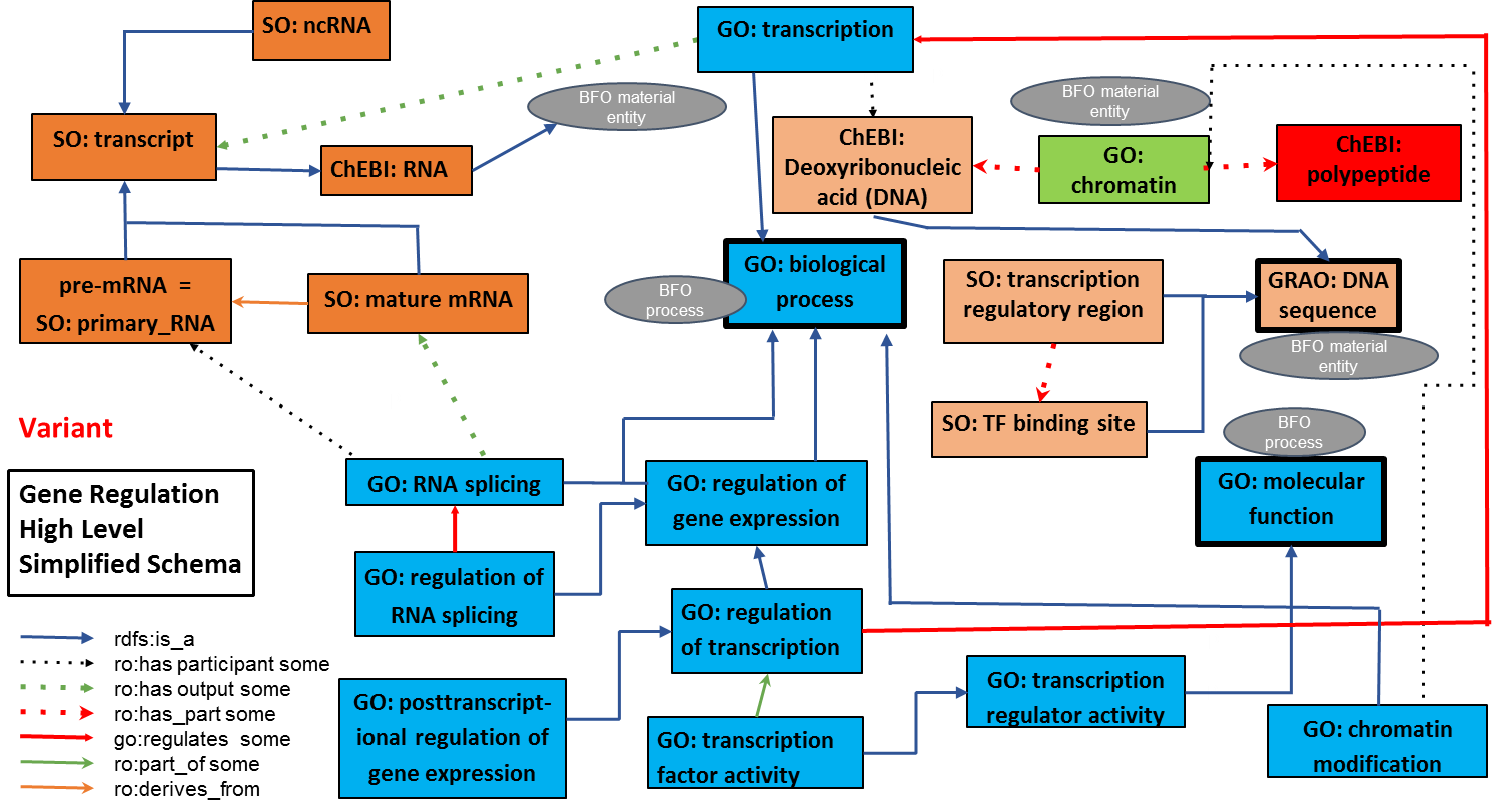 The Gene Regulation High Level Simplified Schema