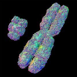 美研究者称首次完全破译人类Y染色体