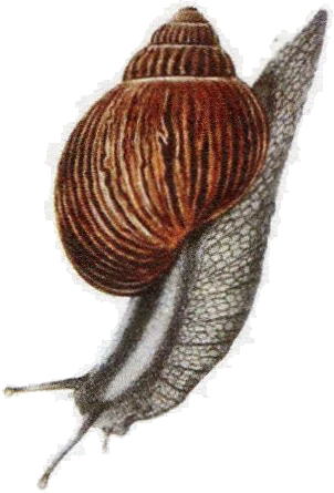 Caracol recortado