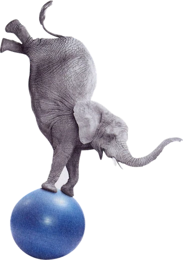 Elefante haciendo equilibrio sobre una pelota