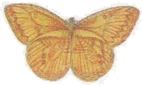 Mariposa amarilla recortada