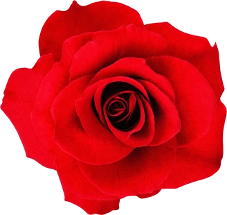 Rosa roja recortada