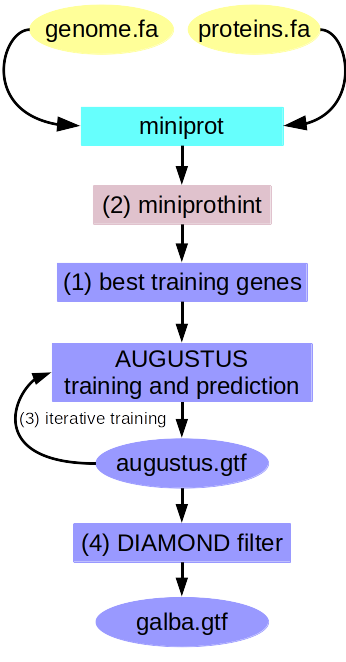 galba-miniprot[fig1]