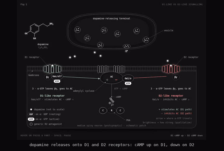 Five interactive figures: dopamine receptors, stimulants at the dopamine transporter, the reward pathway, semaglutide on a beta cell, and estrogen in an aggression circuit