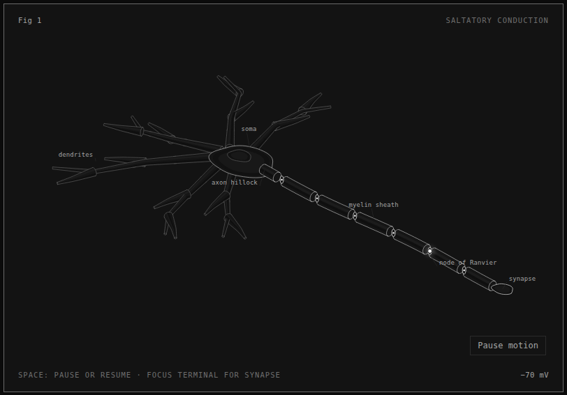neuron