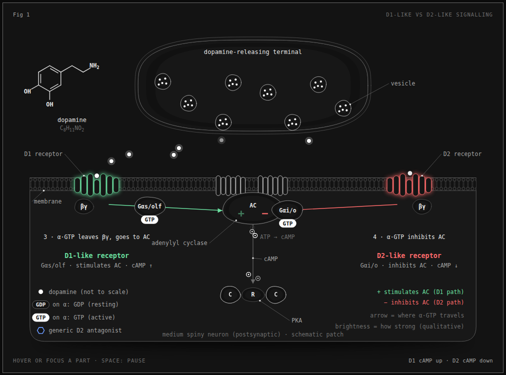 dopamine receptors