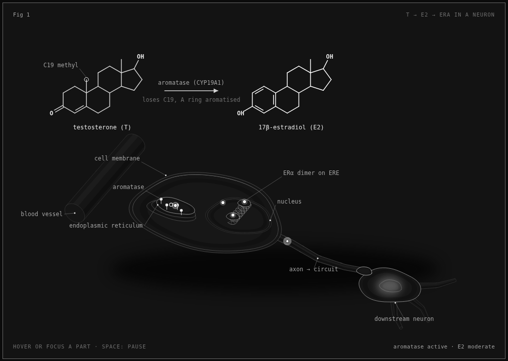 estrogen aggression