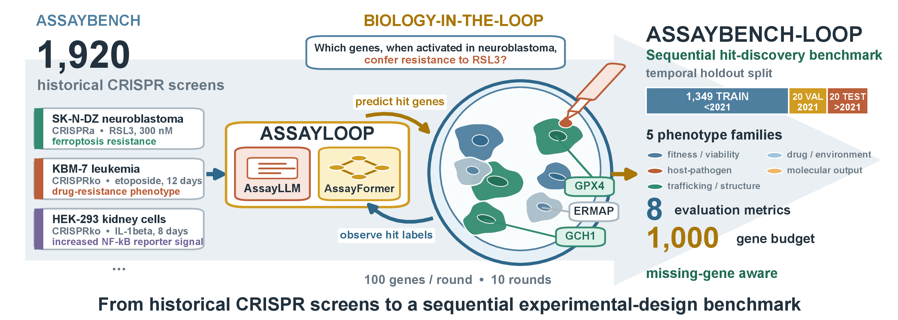 The task: a screen is a library of genes, a phenotype and a hit set. Each round, a method
sees the phenotype and everything it has already assayed, and chooses the next hundred
genes.