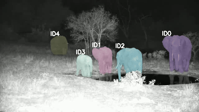 WildTrack detecting and tracking elephants