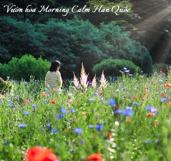 Du lịch Tết Hàn Quốc Vườn hoa Morning Calm