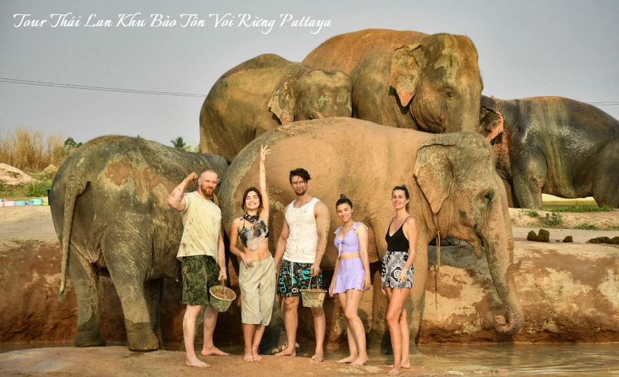 Tour Thái Lan trải nghiệm Khu Bảo Tồn Voi Rừng Pattaya