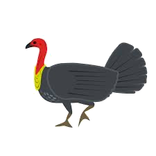 brush turkey