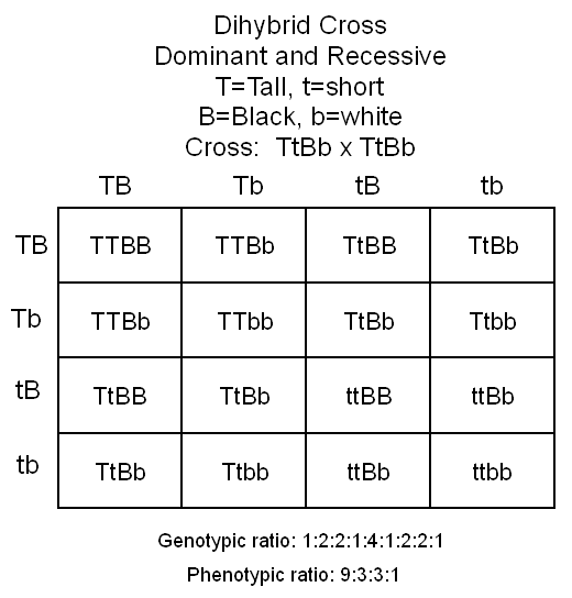 A more complex Punnett Square with four genes instead of one.