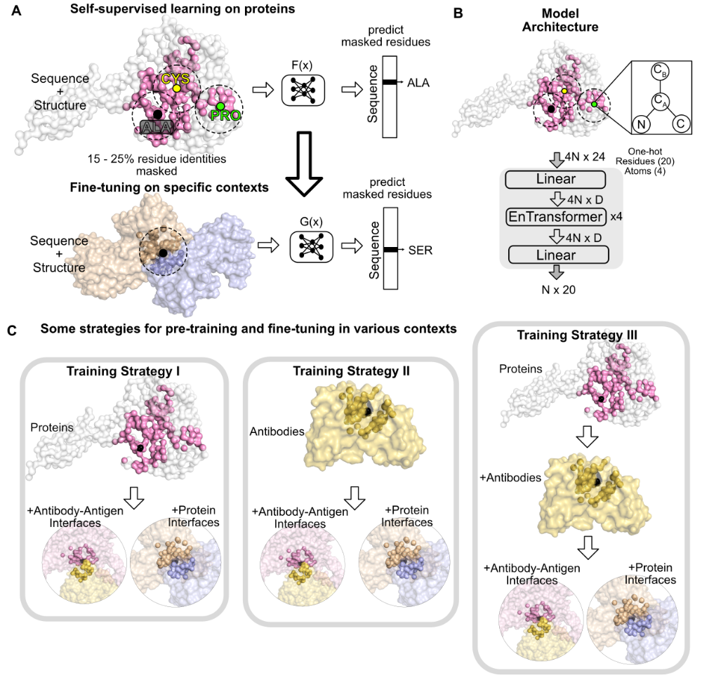 Self-supervised learning to transduce sequence labels for masked residues from those for unmasked residues by context matching on proteins.image 