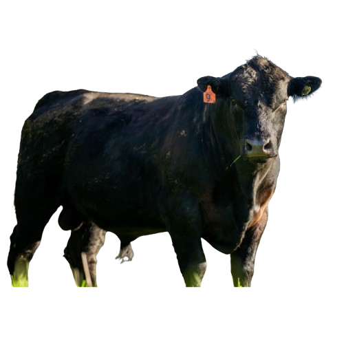 American Wagyu - Whole Steer (Deposit)