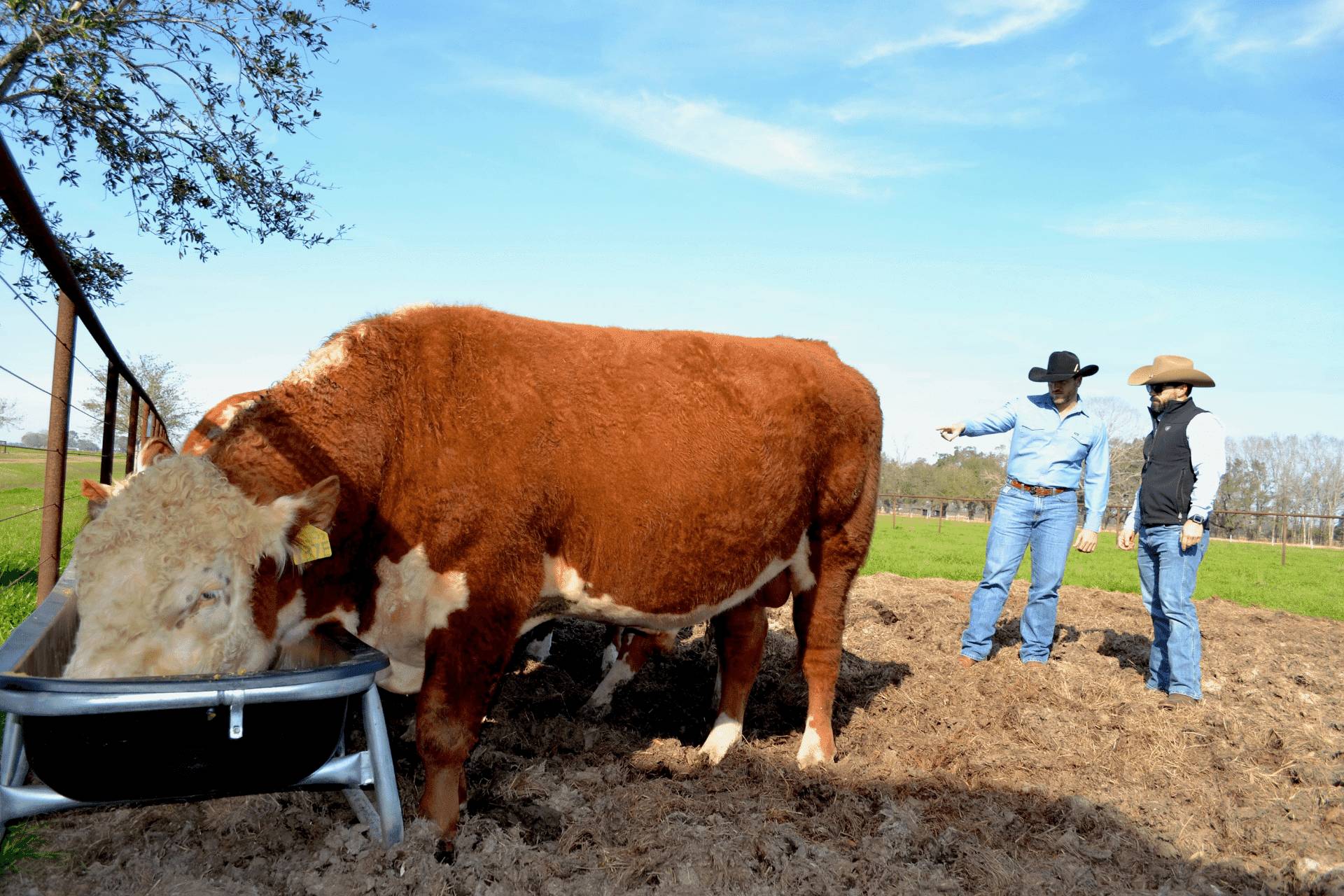 Ranchers with cattle