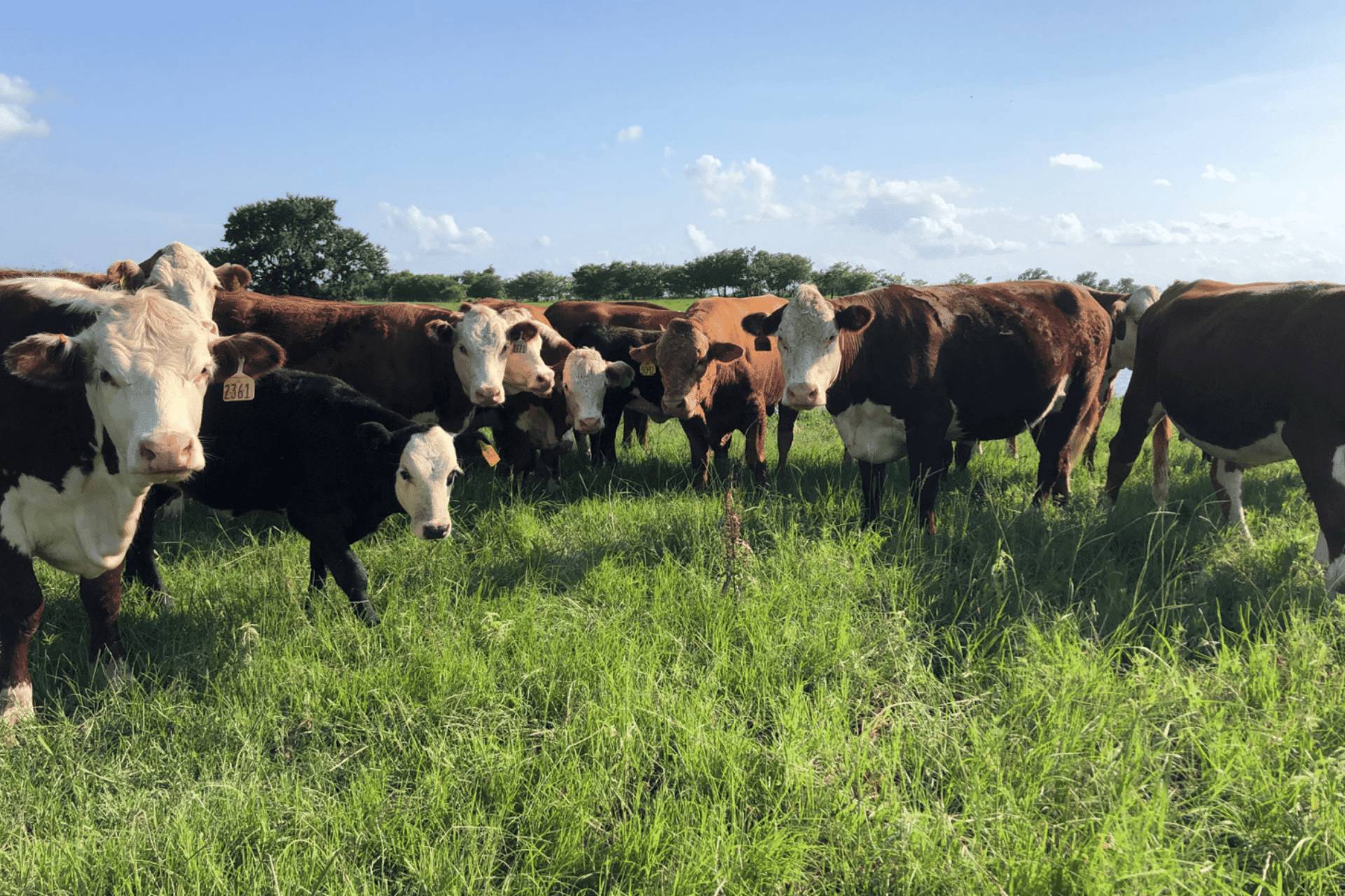 Herd of cattle hidden logic