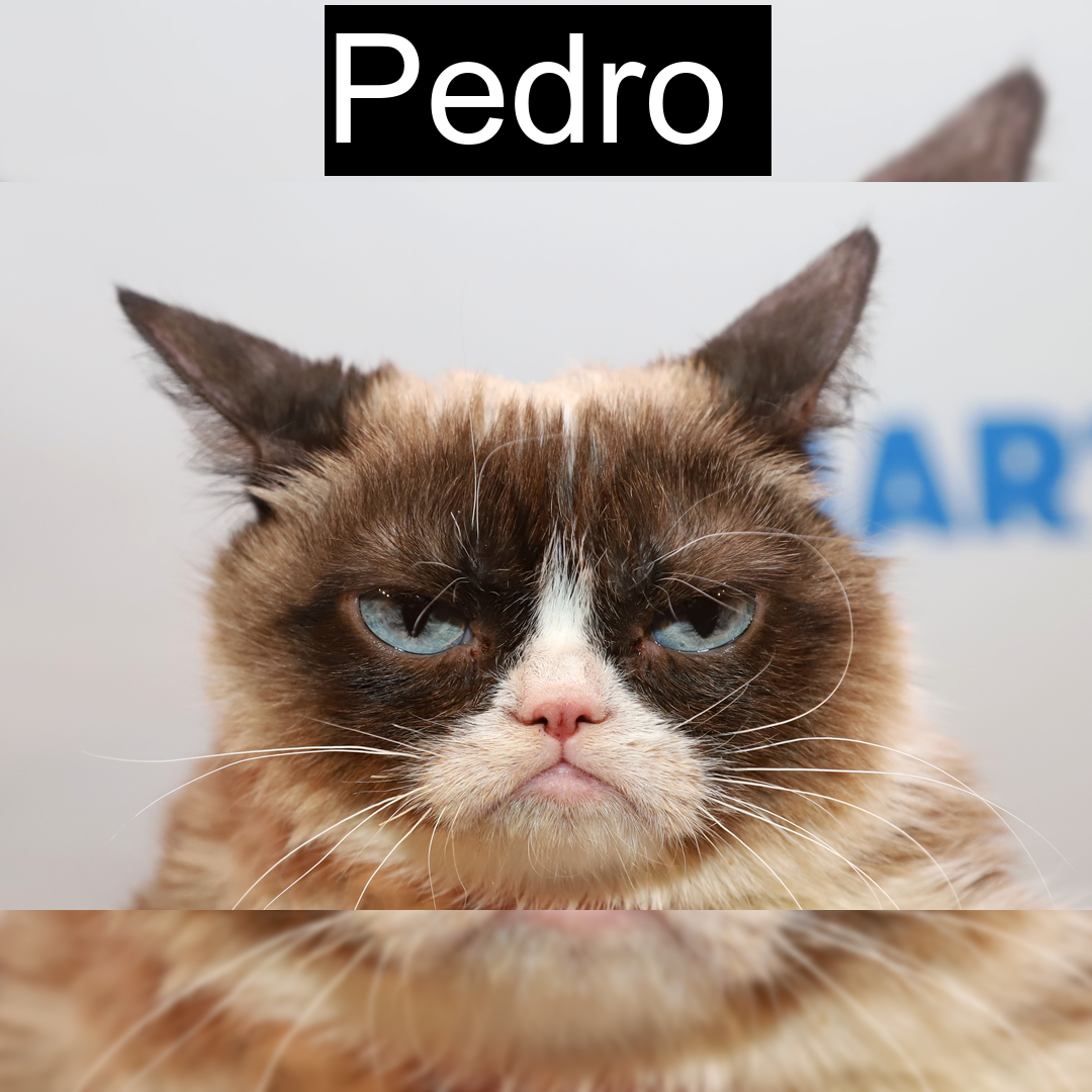 Gato Pedro