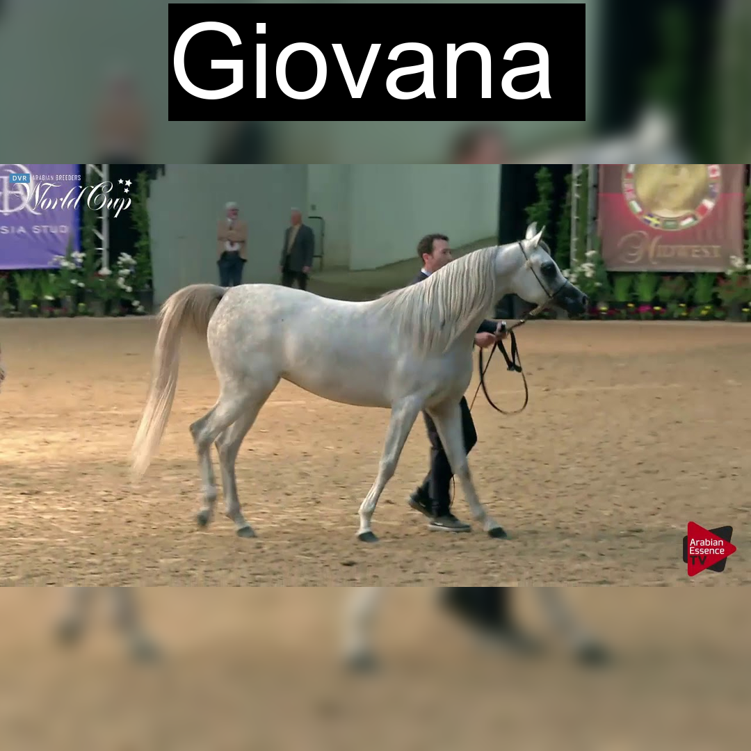 Cavalo Giovana