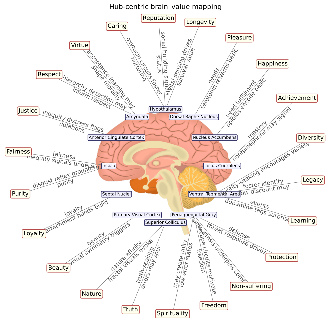Hub-centric brain--value mapping from the Loop--Hub--Value source figure. The diagram is a hypothesis map: neuromodulatory and salience hubs are shown as bottlenecks that may shape control relevance, while the outer value labels are downstream readouts rather than literal hub contents \autocite{zarncke2025loop-hub-value