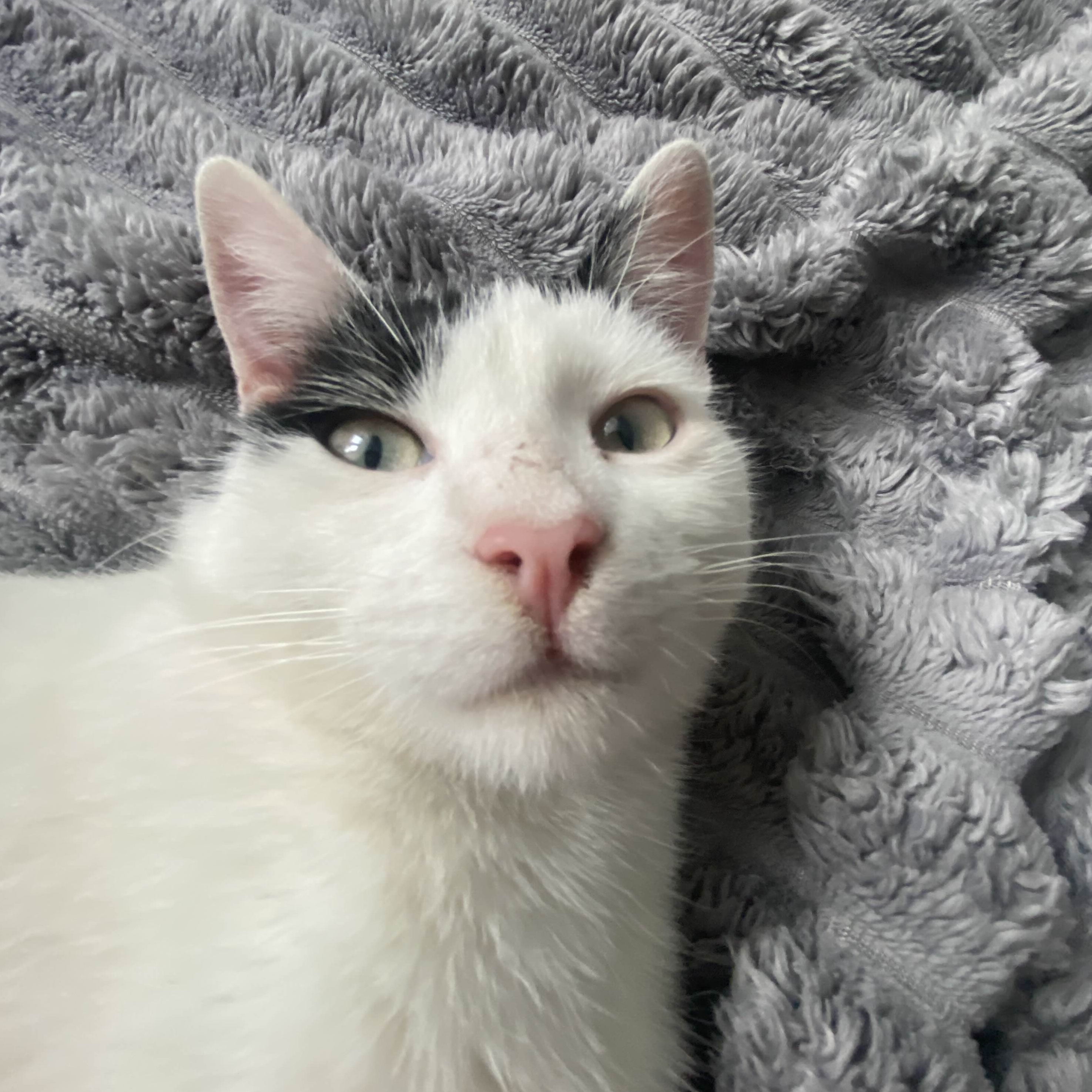 Anuraen's Cat