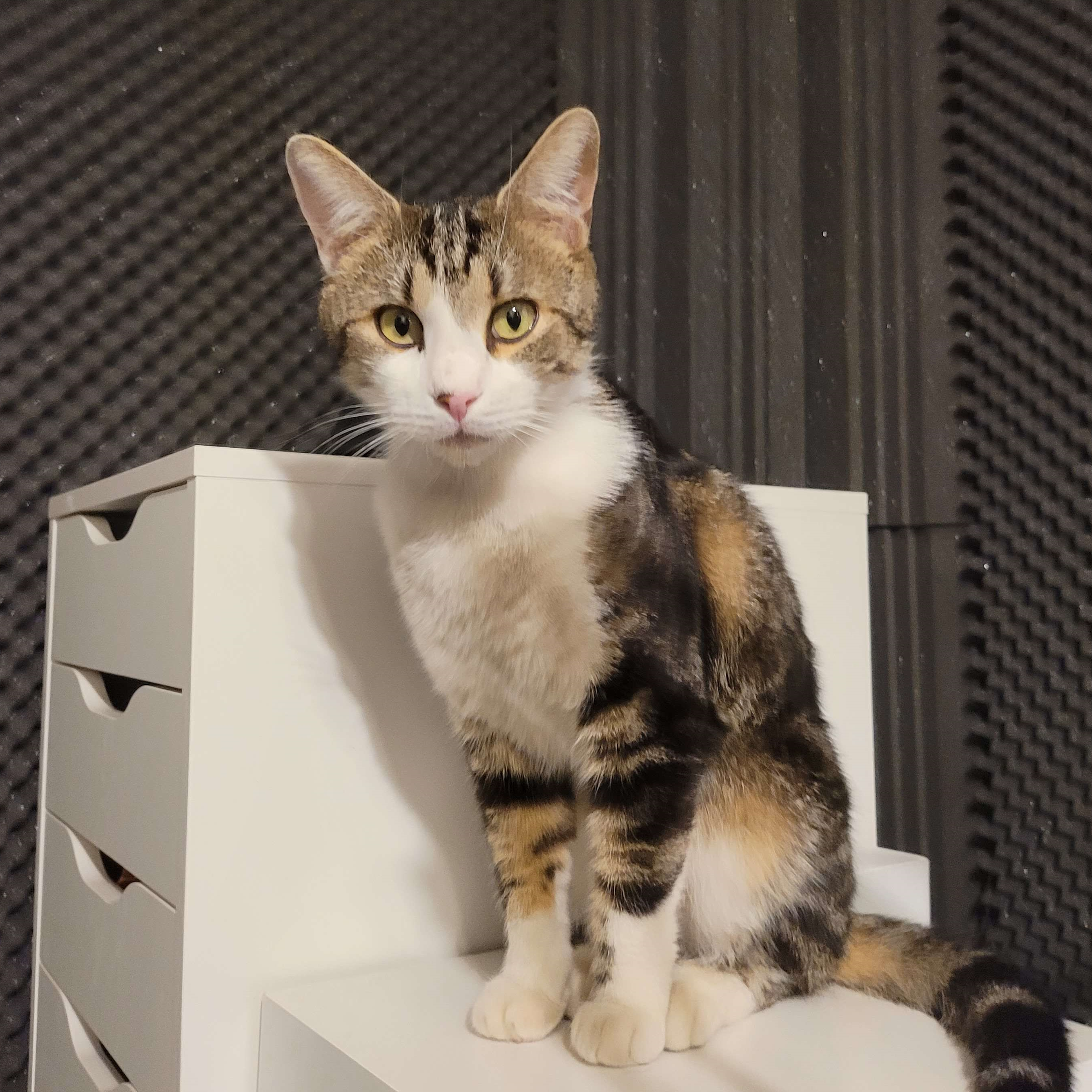 SINEWAVE's Cat