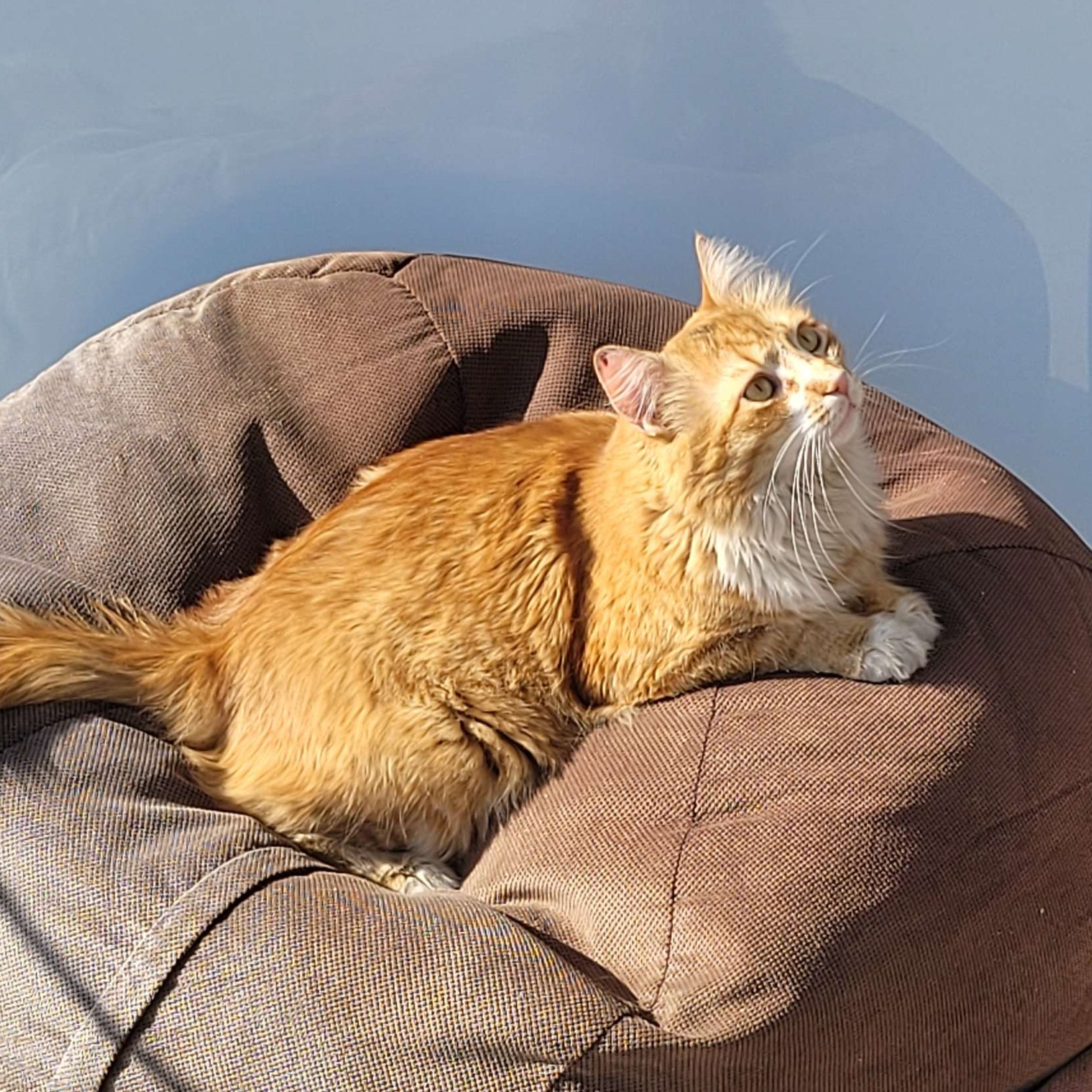 SINEWAVE's Cat #2